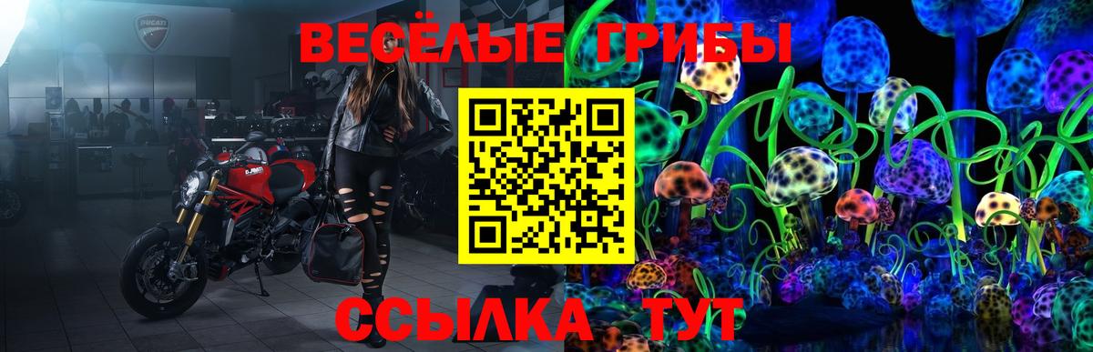 Псилоцибиновые грибы Psilocybe Электрогорск
